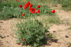 Papaver arenarium