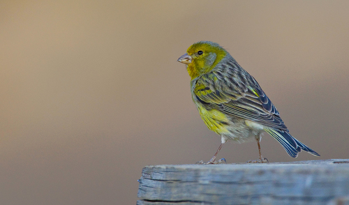 Island Canary