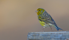 Atlantic Canary photo 5