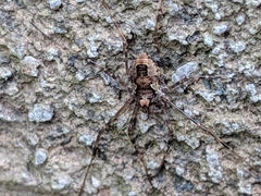 Platybunus pinetorum