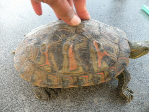 Mesoamerican Slider, Sin Nombre de Col 17, Reynosa, Tamps., México, photo 6 of 10