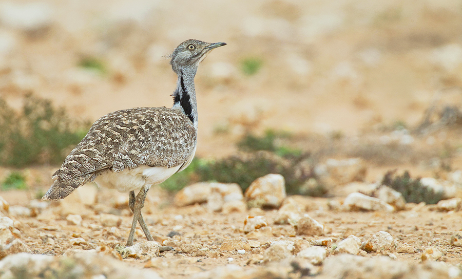 Houbara Bustard
