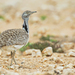 Canarian Houbara - Photo (c) Paul Cools, some rights reserved (CC BY-NC), uploaded by Paul Cools