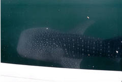 Whale Shark