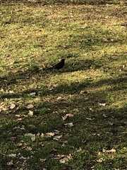Turdus merula