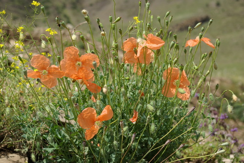 Papaver armeniacum subsp. armeniacum