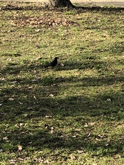 Turdus merula