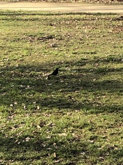 Turdus merula