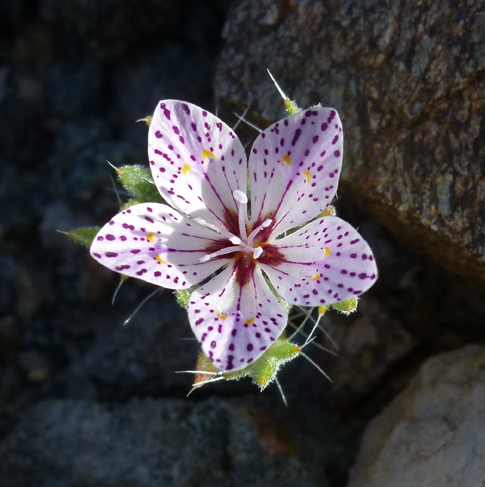 Langloisia
