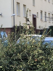 Passer domesticus