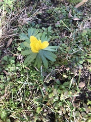 Eranthis hyemalis