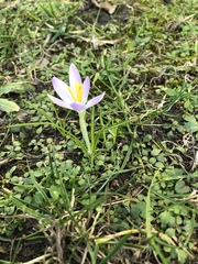 Crocus tommasinianus
