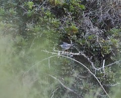 Curruca melanothorax