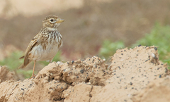 Alaudala rufescens