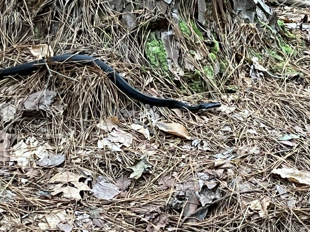 Eastern/Gray Ratsnake Complex in August 2023 by Matthew · iNaturalist