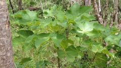 Sterculia quinqueloba