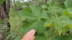 Sterculia quinqueloba