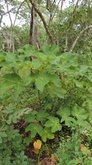 Sterculia quinqueloba