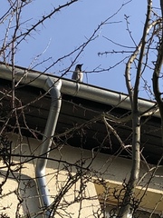 Corvus cornix