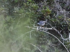 Curruca melanothorax