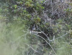 Curruca melanothorax