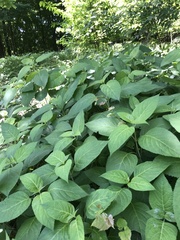 Collinsonia canadensis