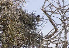 Curruca melanothorax