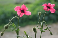 Papaver hybridum