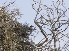 Curruca melanothorax