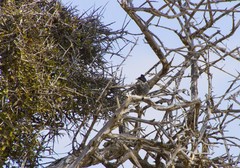 Curruca melanothorax