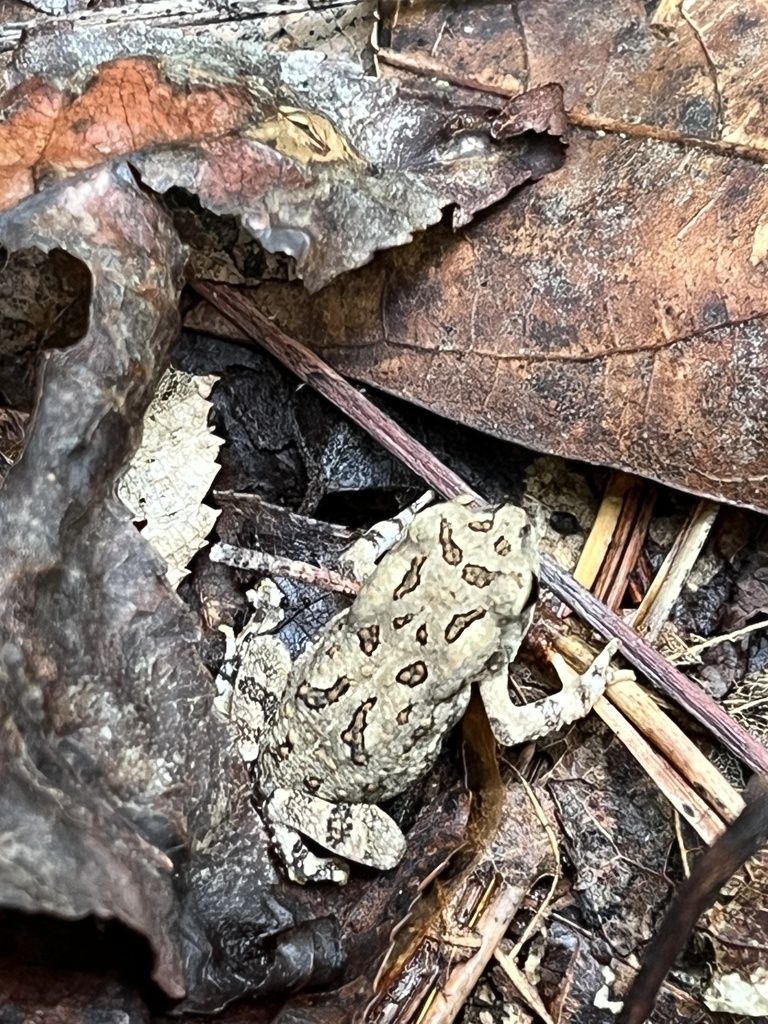 Fowler's Toad from William B. Umstead State Park, Raleigh, NC, US on ...