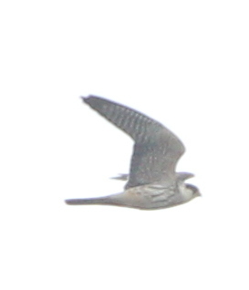 Crvenonoga vjetruša (Falco vespertinus)