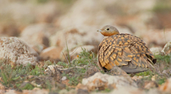 Pterocles orientalis orientalis