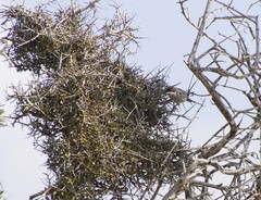 Curruca melanothorax