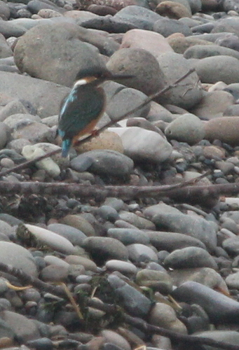 rybárik riečny (Alcedo atthis)