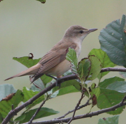 Veliki trstenjak (Acrocephalus arundinaceus)