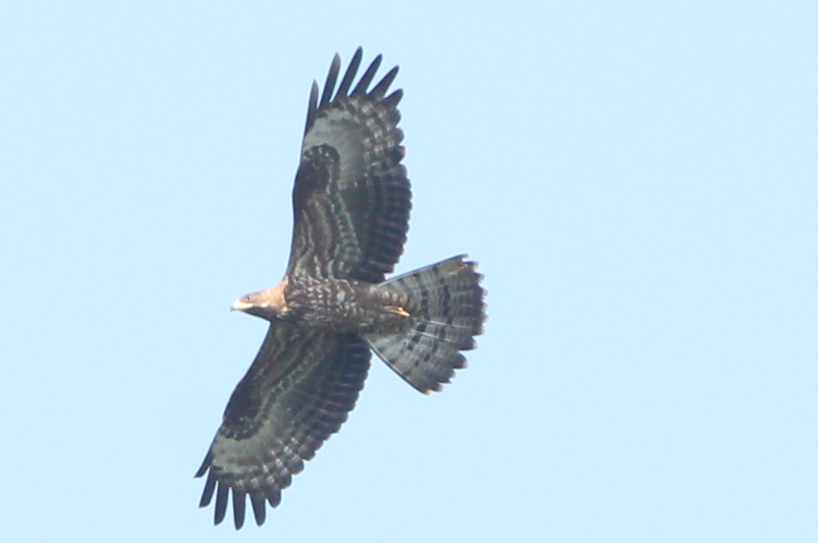 European Honey-buzzard (Pernis apivorus)