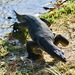 Monitor Lizards - Photo (c) marcelfinlay, some rights reserved (CC BY-NC), uploaded by marcelfinlay