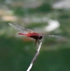 Urothemis signata insignata