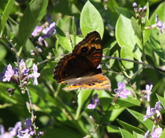 Junonia genoveva hilaris