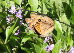 Junonia genoveva hilaris