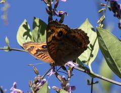 Junonia genoveva hilaris