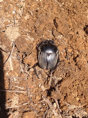 Scarabaeus laticollis