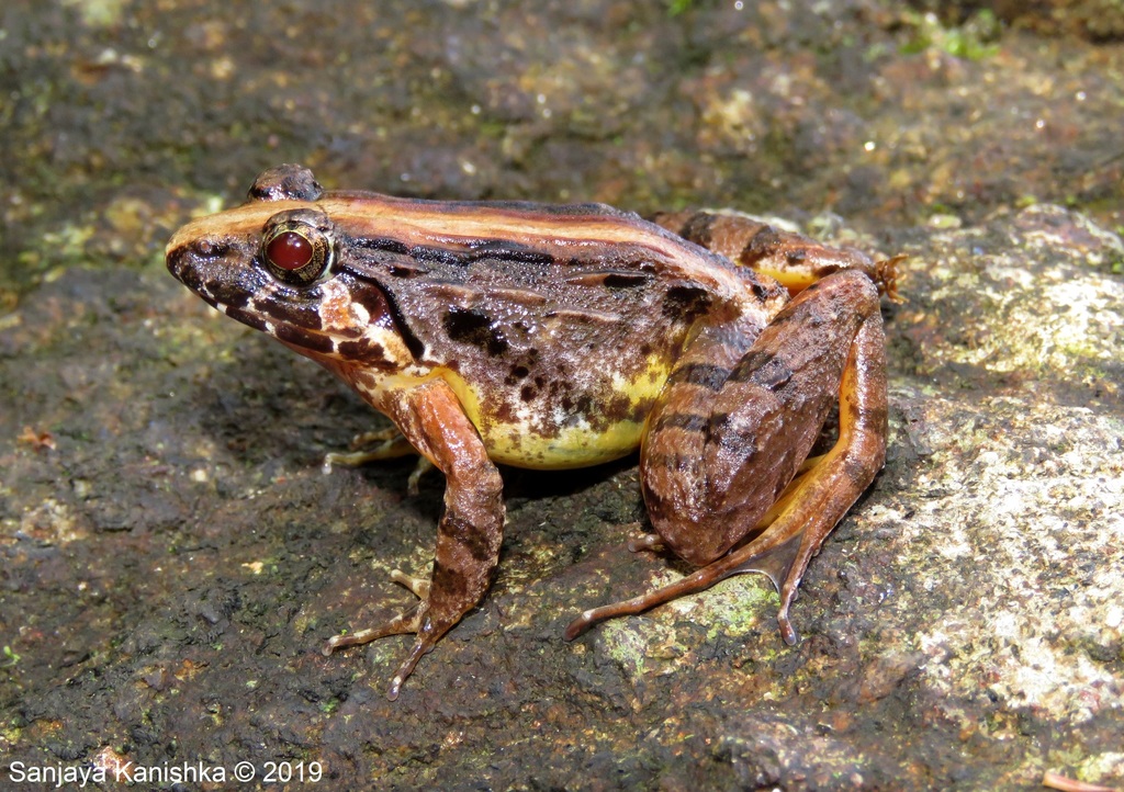 Kirtisinghe's Frog