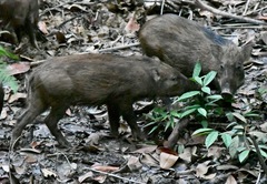 Sus scrofa vittatus