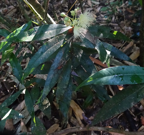 Syzygium cumini