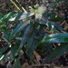 Syzygium jambolana - Photo (c) Guy Eric Onjalalaina, algunos derechos reservados (CC BY-NC), subido por Guy Eric Onjalalaina