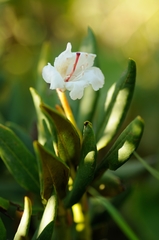 Rhododendron caucasicum