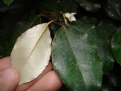 Elaeagnus × ebbingei