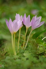 Colchicum umbrosum